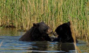 Niedźwiedzie białopiersie: opis, siedliska i pożywienie
