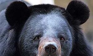 Oso de pecho blanco (Ursus thibetanus) Osos negros, osos negros asiáticos, osos lunares (eng