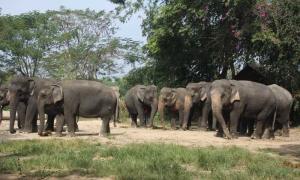 Mały przegląd wiosek słoni w Pattaya